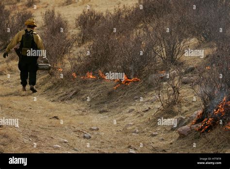 Controlled Burn In Wildlife Management Area Stock Photo - Alamy