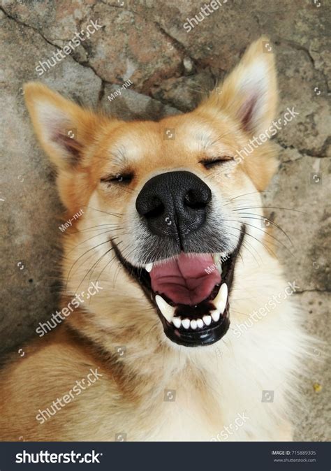 498,587 Cute Dog Smiling Images, Stock Photos & Vectors | Shutterstock