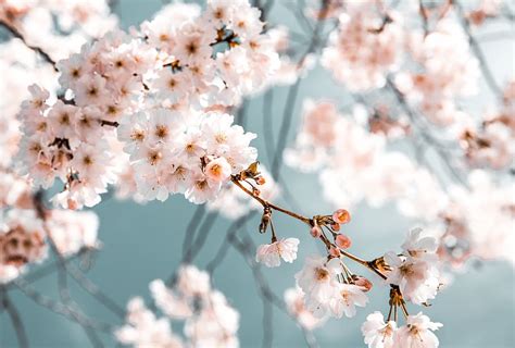 HD wallpaper: White Flowers In Bloom, blossom, branch, desktop ...