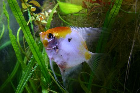 File:Freshwater angelfish.jpg - Wikimedia Commons