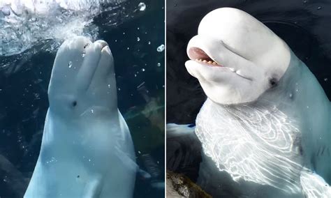 Beluga Whales Smiling