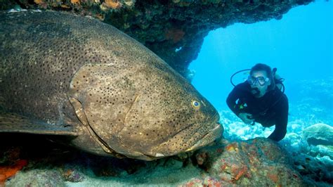 Goliath Grouper Eats Human