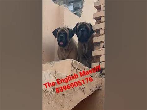 The English Mastiff- Heaviest Dog Puppies Av. In Sonipat Haryana # ...