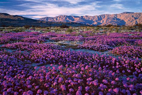 Don’t miss Anza-Borrego’s March wildflowers | Wild flowers, California ...