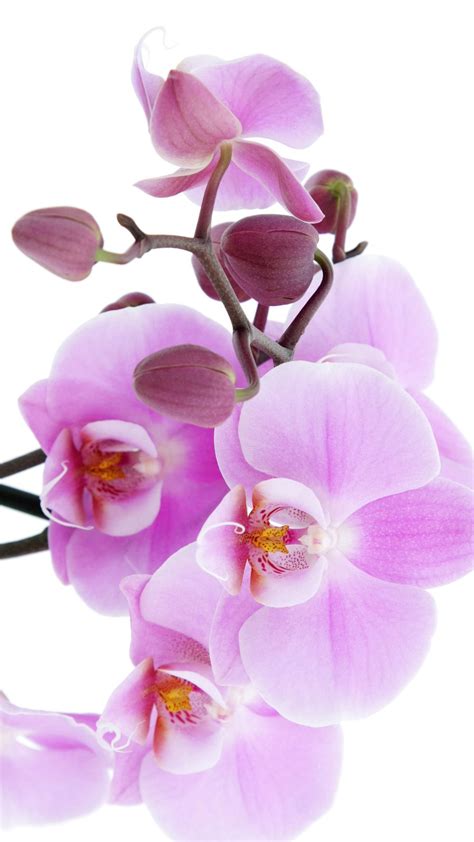 Pure Pink Orchid iPhone 6 wallpaper Orchid Wallpaper, Iphone 6 Plus ...