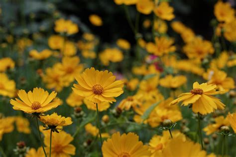 Yellow Daisy Garden 4537212 Stock Photo at Vecteezy