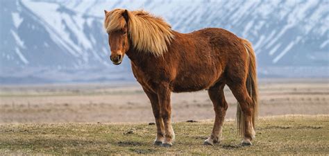 Taking on the Tolt on an Icelandic Horse