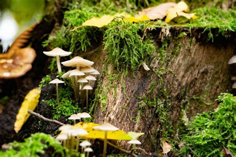 Closeup of Beautiful Mycena Mushrooms on the Mossy Wood. Species of ...