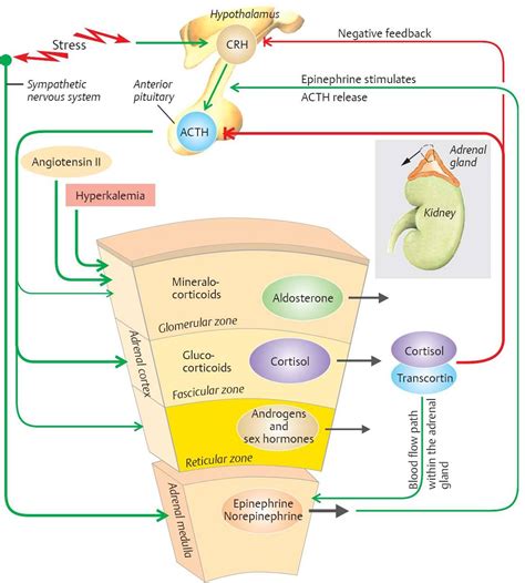 Adrenal Hormones - Physiology - An Illustrated Review