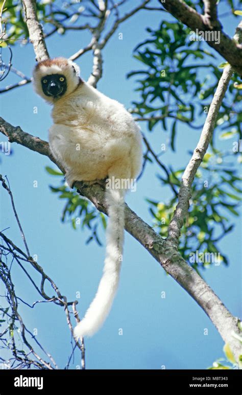 Sifaka Lemur, Madagascar, East Africa Stock Photo - Alamy