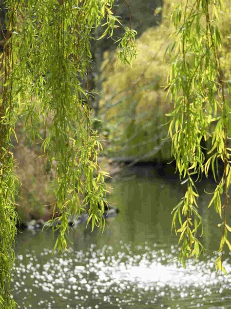 Willow Tree Symbolism and Meaning: The Ultimate Guide - SimplyBeyondHerbs