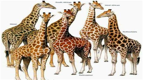 All Giraffes Species - Species List - YouTube