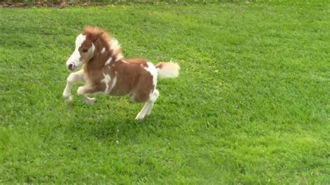 'SOLD' Miniature horse for sale - Dent Lucky Splasher -... | Doovi