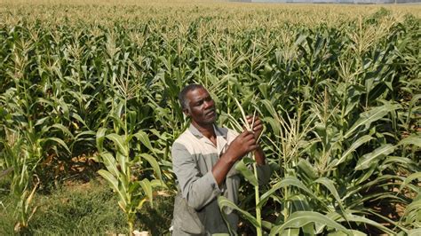 Black Farmers in South Africa Still Struggling with Land Reform