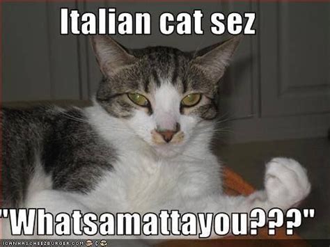 Italian cat | Italian humor, I love cats, Cats