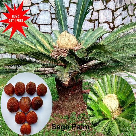 Sago Palm / Cycas Revolute / Metroxylon Sagu / 2 Seeds | Etsy