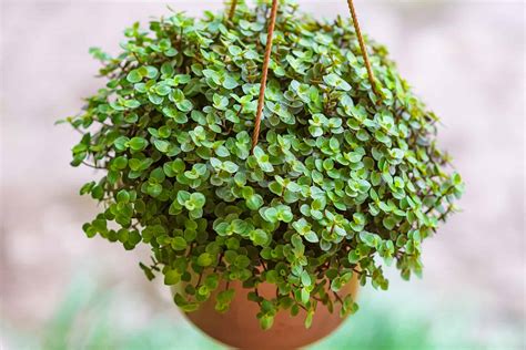 Turtle Vine aka Callisia Repens: How To Grow And Care For It