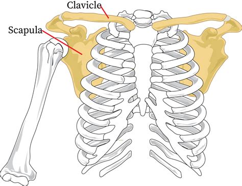 Structure And Function Of The Pectoral Girdle | bartleby