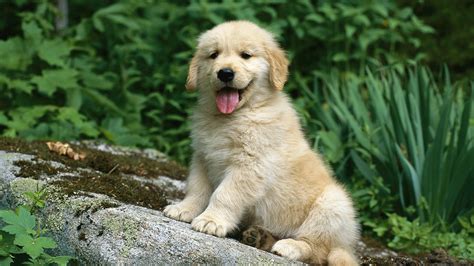 Golden Retriever Puppies Wallpaper Desktop - WallpaperSafari