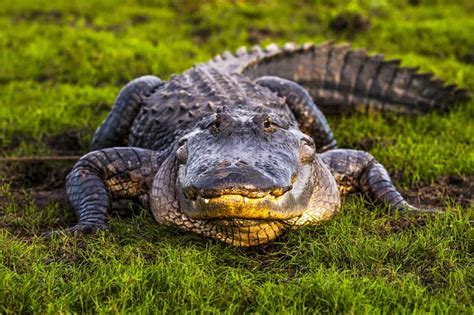 Alligator Teeth Explained: Facts, Cost, and More!