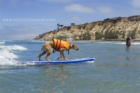 My Dog Bailey's First Surfing Lesson in Del Mar, CA San Diego Pet ...