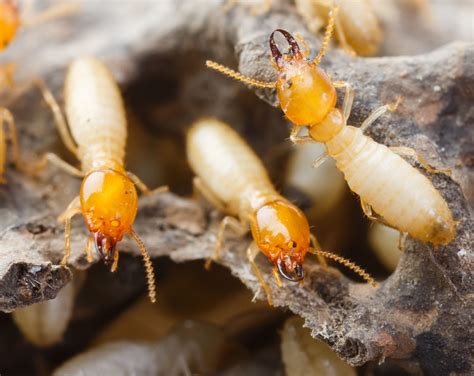 Termites : comment s'en débarrasser efficacement