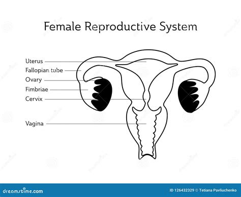 Infographic Of Internal Human Organs Cartoon Vector | CartoonDealer.com ...