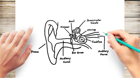 Blank Human Ear Diagram