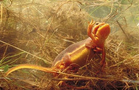 California newts mating. Photo by Dan Suzio - Bay Nature