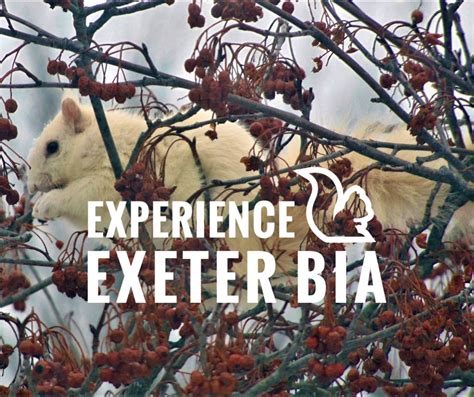 Our January White Squirrel Calendar... - Experience Exeter