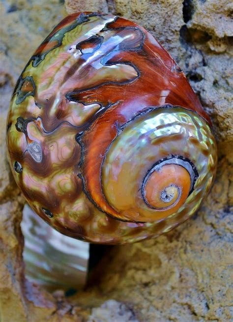 Sea Snail Shell Photograph by Werner Lehmann