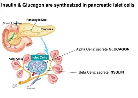 Nursing / Insulin is a hormone secreted by beta cells (islets of ...