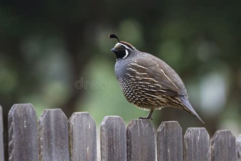 New world quail stock photo. Image of world, quail, california - 56578880