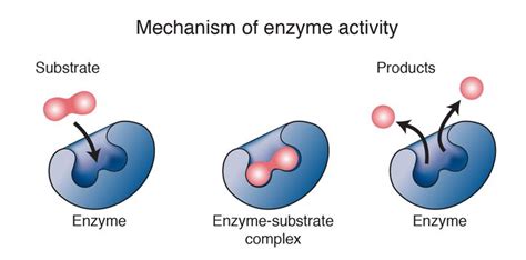 An enzyme is a biological catalyst and is almost always a protein. in ...