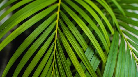 14 Amazing Uses and Benefits of Areca Palms - Petal Republic