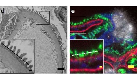 Nanoscale imaging of clinical specimens using pathology-optimized ...