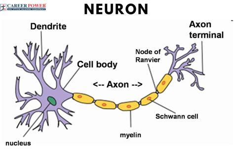 Neuron Definition, Function, Parts and Diagram