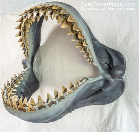 Megalodon Jaw - Fossil Megalodon Shark Jaw - For Sale