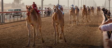 Camel Racing in Dubai: Breeds, Race Tracks & More - MyBayut