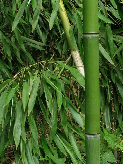 Bamboo Lamp Photo: Bamboo Leaves