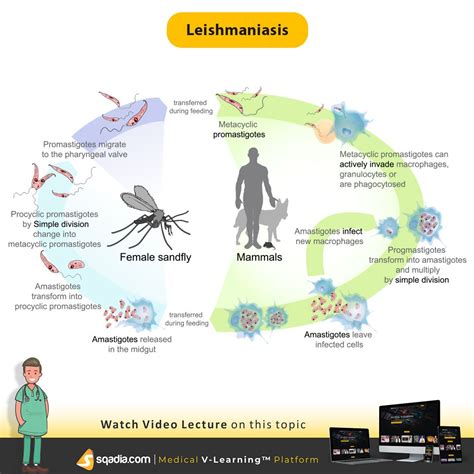 Pin on Leishmaniasis