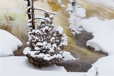 Mammoth Hot Springs In Winter Photograph by Sebastian Kennerknecht ...