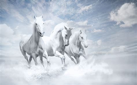 White Horses HD, HD Animals, 4k Wallpapers, Images, Backgrounds, Photos ...