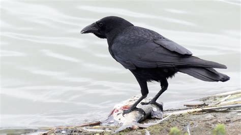 Carrion Crow Eating Fish | Corvus corone - YouTube