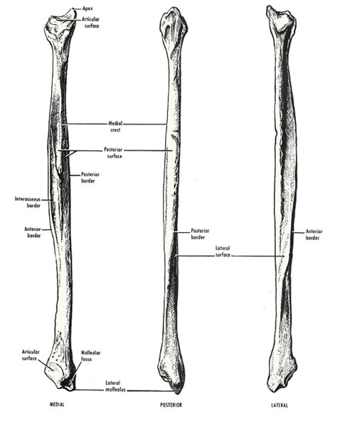 Fibula Bone Anatomy | Bone and Spine