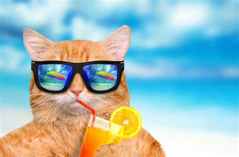 🔥 Download Funny Summer Desktop Wallpaper by @dherrera36 | Free Summer ...