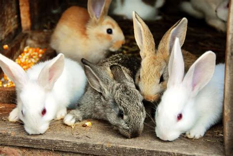 Caring For Newborn Baby Rabbits - Northern Nester