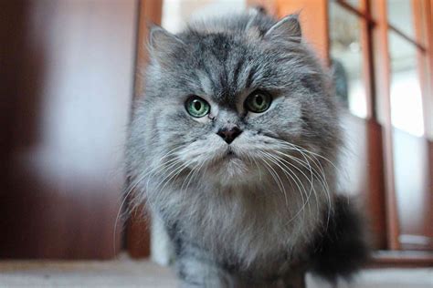 15 Best Adorable Names for Persian Cats