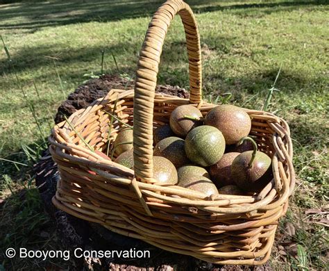 Passionfruit Harvest