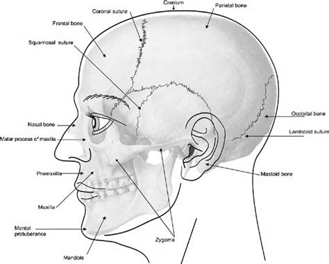 External Face Anatomy